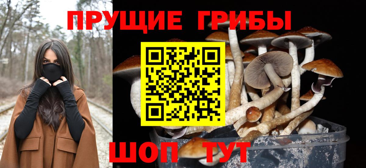 Кизилюрт  Псилоцибиновые грибы Psilocybe  Вход с VPN 
